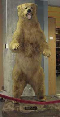 Sundance, Owen Library's Bear