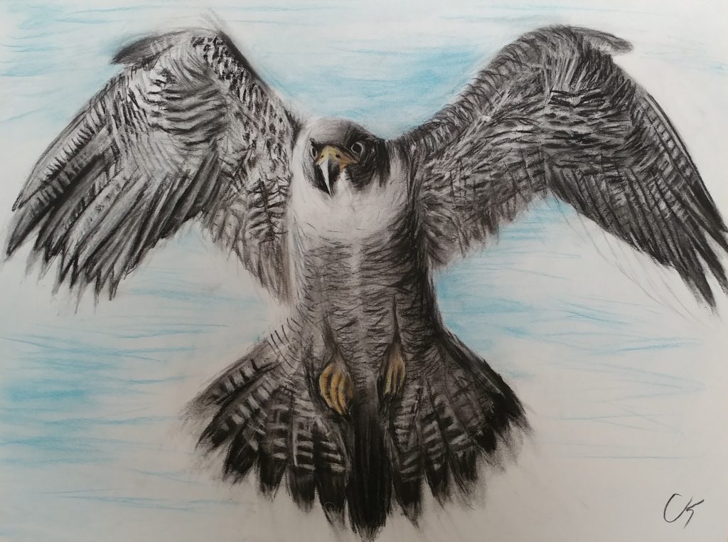Drawing of peregrine falcon